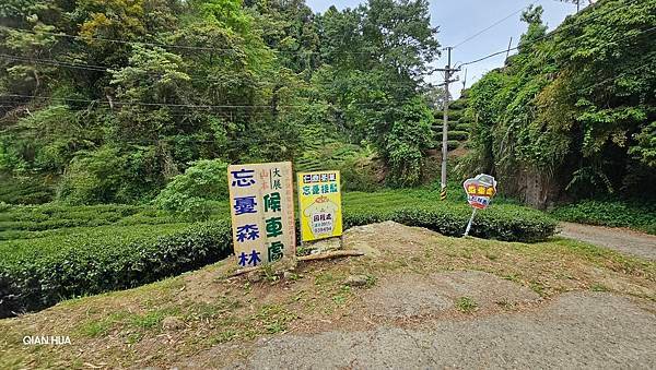 【嶺頭山、金柑樹山、忘憂森林】溪頭四姝、#小百岳54、留龍頭