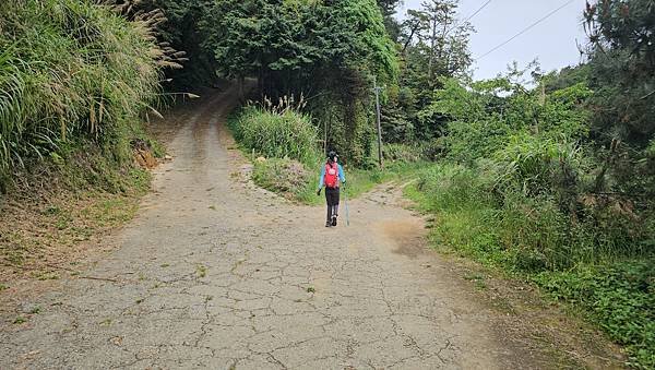【嶺頭山、金柑樹山、忘憂森林】溪頭四姝、#小百岳54、留龍頭