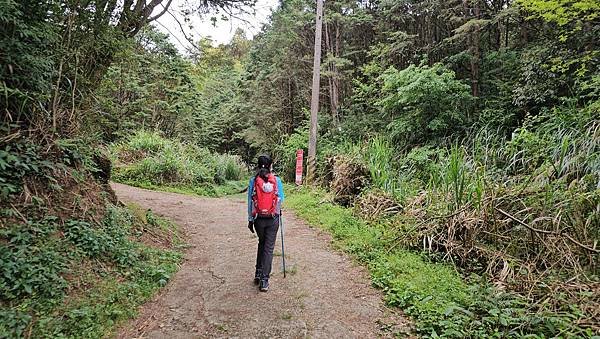 【嶺頭山、金柑樹山、忘憂森林】溪頭四姝、#小百岳54、留龍頭