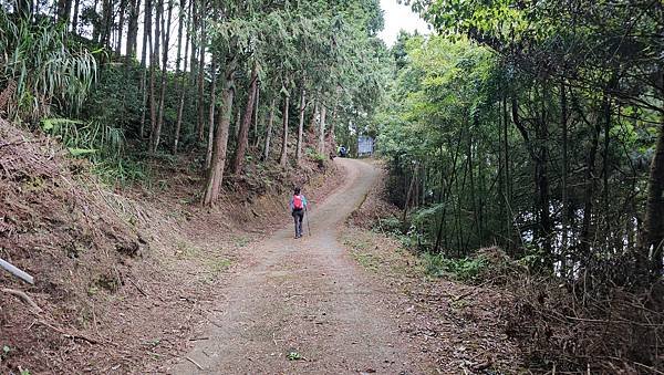【嶺頭山、金柑樹山、忘憂森林】溪頭四姝、#小百岳54、留龍頭