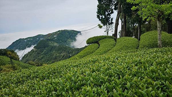 【嶺頭山、金柑樹山、忘憂森林】溪頭四姝、#小百岳54、留龍頭