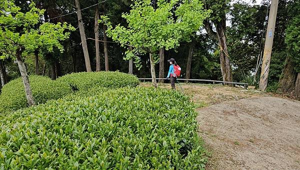 【嶺頭山、金柑樹山、忘憂森林】溪頭四姝、#小百岳54、留龍頭