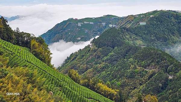 【嶺頭山、金柑樹山、忘憂森林】溪頭四姝、#小百岳54、留龍頭
