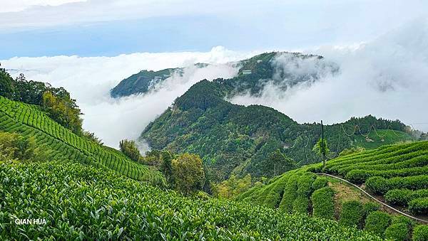 【嶺頭山、金柑樹山、忘憂森林】溪頭四姝、#小百岳54、留龍頭