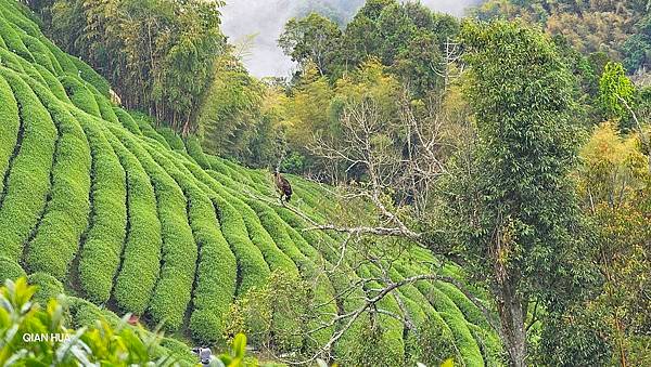 【嶺頭山、金柑樹山、忘憂森林】溪頭四姝、#小百岳54、留龍頭