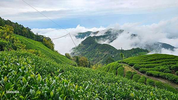 【嶺頭山、金柑樹山、忘憂森林】溪頭四姝、#小百岳54、留龍頭