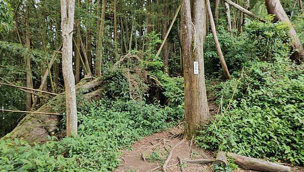 【嶺頭山、金柑樹山、忘憂森林】溪頭四姝、#小百岳54、留龍頭