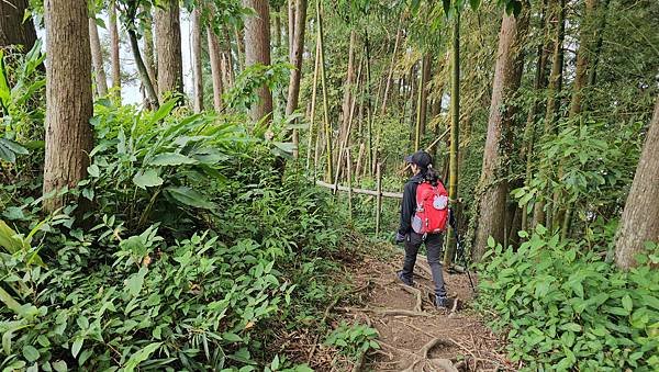 【嶺頭山、金柑樹山、忘憂森林】溪頭四姝、#小百岳54、留龍頭