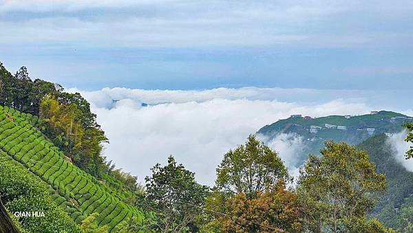 【嶺頭山、金柑樹山、忘憂森林】溪頭四姝、#小百岳54、留龍頭