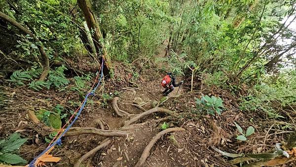 【嶺頭山、金柑樹山、忘憂森林】溪頭四姝、#小百岳54、留龍頭