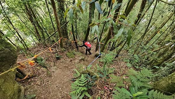 【嶺頭山、金柑樹山、忘憂森林】溪頭四姝、#小百岳54、留龍頭