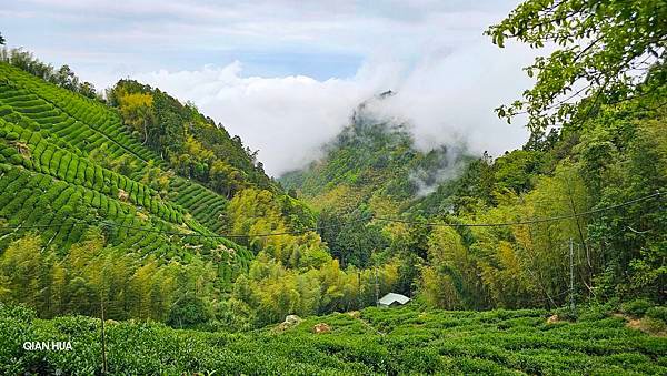 【嶺頭山、金柑樹山、忘憂森林】溪頭四姝、#小百岳54、留龍頭