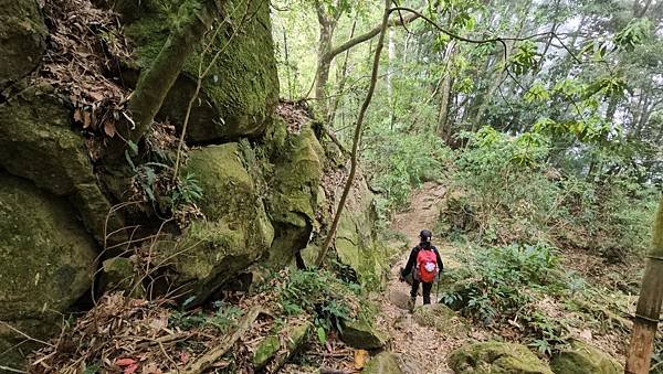 【嶺頭山、金柑樹山、忘憂森林】溪頭四姝、#小百岳54、留龍頭