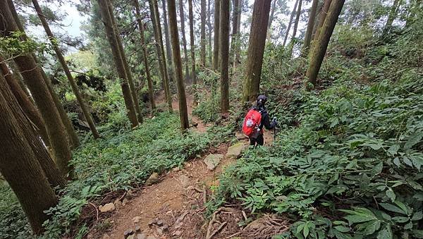 【嶺頭山、金柑樹山、忘憂森林】溪頭四姝、#小百岳54、留龍頭