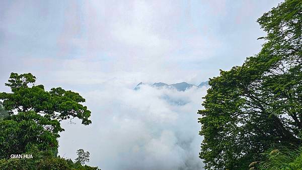 【嶺頭山、金柑樹山、忘憂森林】溪頭四姝、#小百岳54、留龍頭