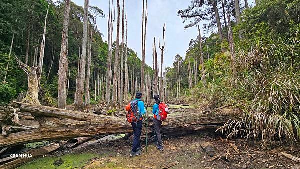 【嶺頭山、金柑樹山、忘憂森林】溪頭四姝、#小百岳54、留龍頭