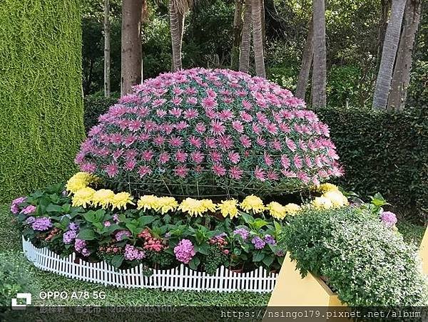 2024士林官邸菊展的花田筆記(上)：熊熊遇見鹿、綠野仙蹤、