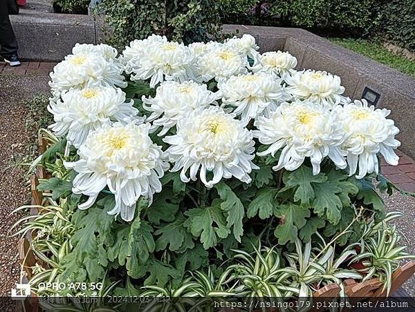 2024士林官邸菊展的花田筆記(上)：熊熊遇見鹿、綠野仙蹤、