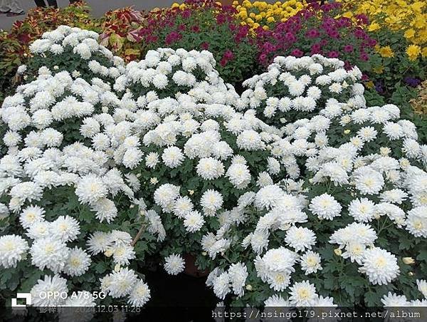 2024士林官邸菊展的花田筆記(上)：熊熊遇見鹿、綠野仙蹤、