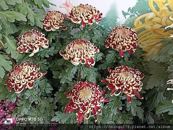 2024士林官邸菊展的花田筆記(上)：熊熊遇見鹿、綠野仙蹤、