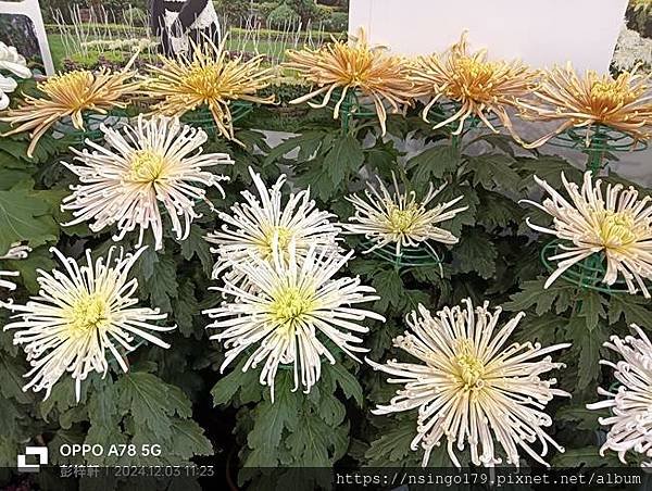 2024士林官邸菊展的花田筆記(上)：熊熊遇見鹿、綠野仙蹤、