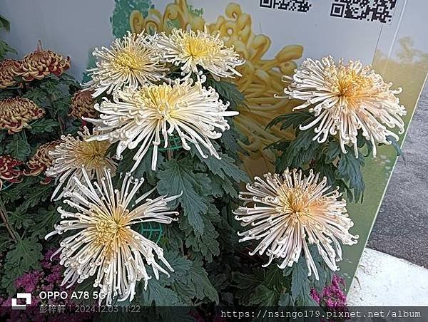 2024士林官邸菊展的花田筆記(上)：熊熊遇見鹿、綠野仙蹤、