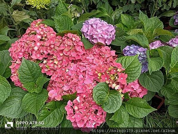 2024士林官邸菊展的花田筆記(上)：熊熊遇見鹿、綠野仙蹤、