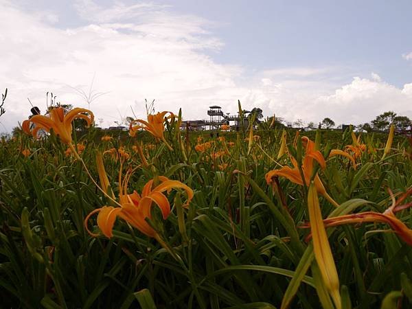 103.8.9.(65)       花蓮-六十石山.JPG