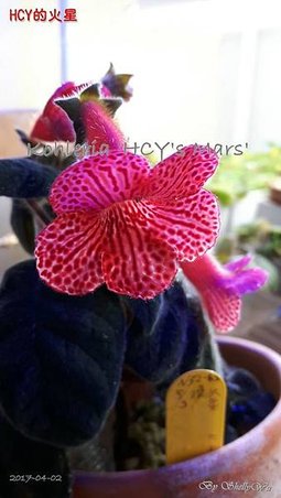 Kohleria %5CHCY%5Cs Mars%5CHCY的火星