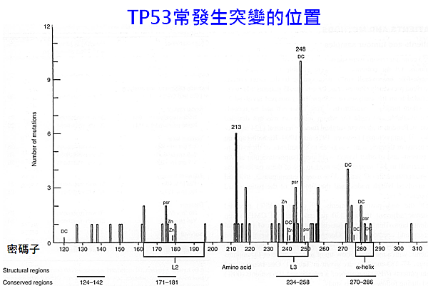 乳癌-TP53突變位置.png