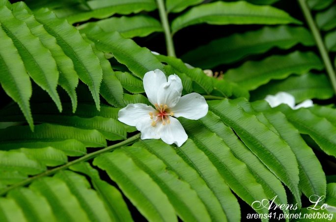夢幻桐花道 (122)