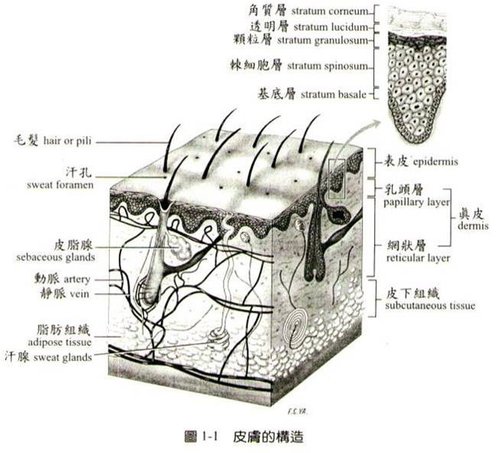 皮膚構造.jpg