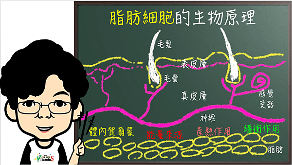 脂肪細胞的生理.png