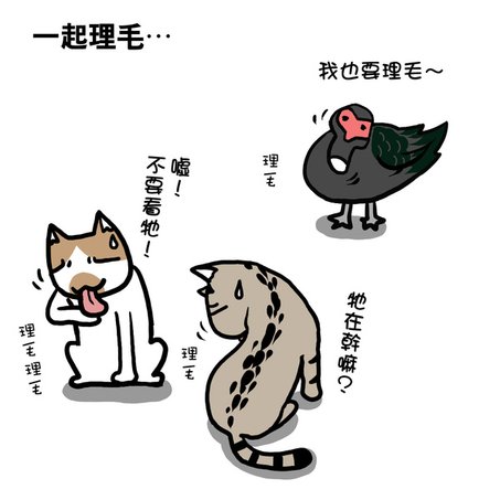 街頭巷尾貓1-3.jpg