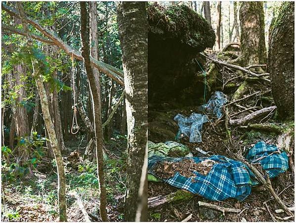 日本富士山下的自殺聖地 {青木原樹海}