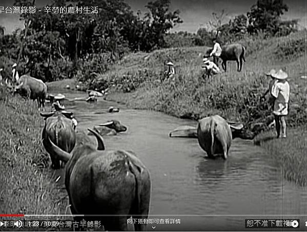 黃牛/水牛皮厚、汗腺極不發達，熱時需要浸水散熱，所以得名水牛