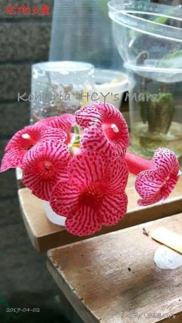 Kohleria %5CHCY%5Cs Mars%5CHCY的火星