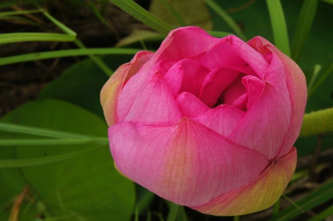 台南白河蓮花
