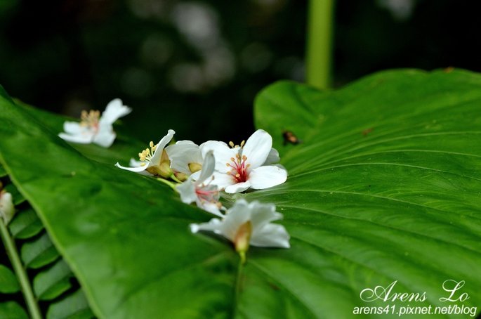 夢幻桐花道 (123)