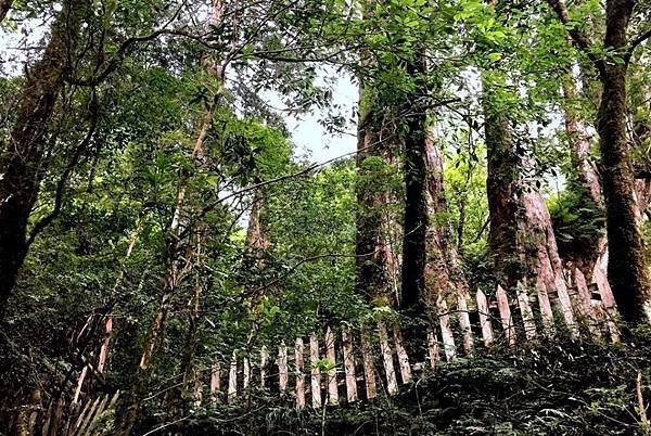 【台灣部落旅遊：司馬庫斯部落、新光部落、鎮西堡部落】004.jpg