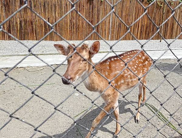 花蓮壽豐張家韓園（韓服體驗、親近與餵食小動物、九宮格火鍋與下