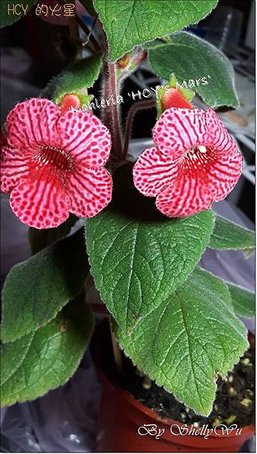 Kohleria %5CHCY%5Cs Mars%5C HCY的火星20160425_181531