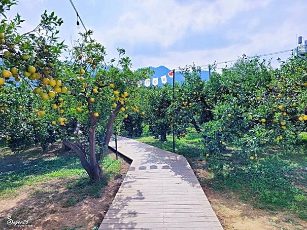 苗栗橙香森林50.jpg
