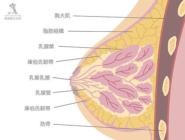 隆乳費用隆乳心得隆乳ptt隆乳照片果凍矽膠隆乳費用隆乳水滴果凍矽膠隆乳水滴隆乳費用水滴隆乳心得水滴型果凍矽膠隆乳費用水滴型隆乳觸感水滴隆乳觸感水滴隆乳ptt極緻醫美03.jpg