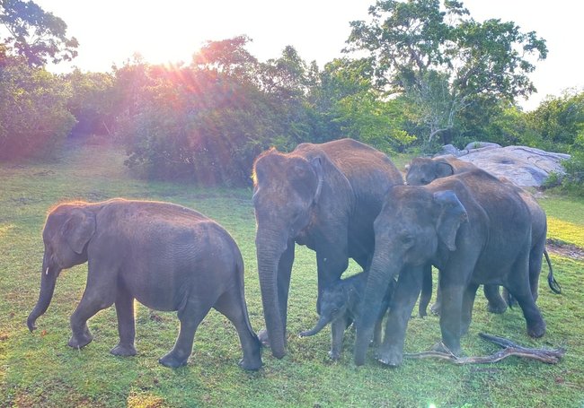 【斯里蘭卡自助】雅拉國家公園：12小時陸路Safari，錫蘭