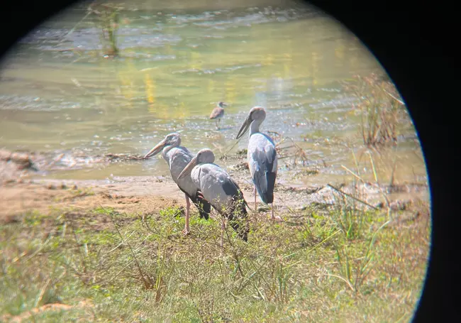 【斯里蘭卡自助】雅拉國家公園：12小時陸路Safari，錫蘭