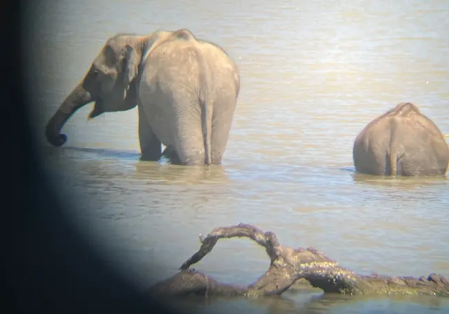 【斯里蘭卡自助】雅拉國家公園：12小時陸路Safari，錫蘭