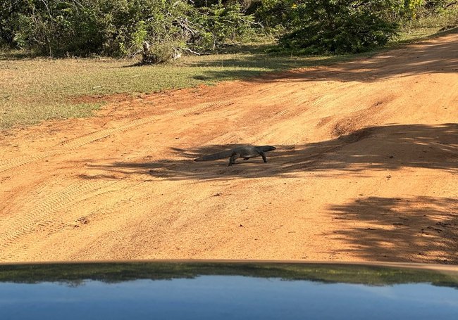 【斯里蘭卡自助】雅拉國家公園：12小時陸路Safari，錫蘭