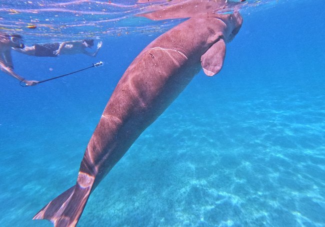 【菲律賓海島】2024 科隆島(Coron)潛水世界級潛點：