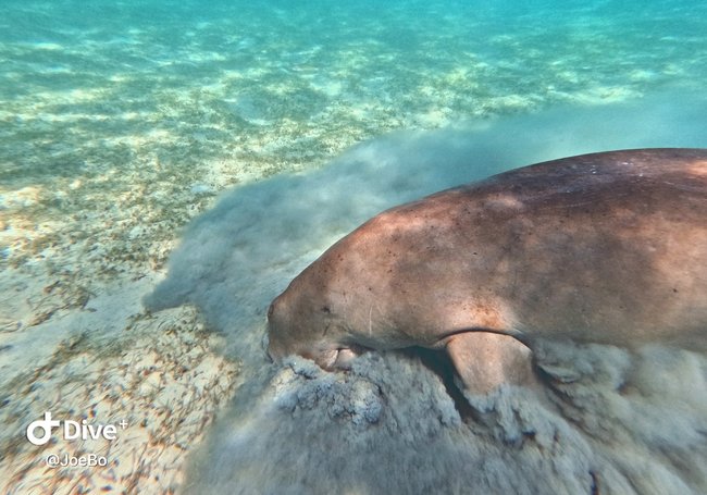 【菲律賓海島】2024 科隆島(Coron)潛水世界級潛點：